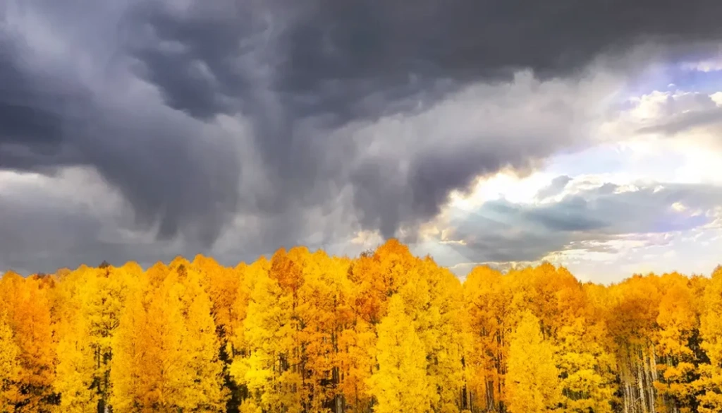 Pamela Plummer ' Skies Over Aspens'